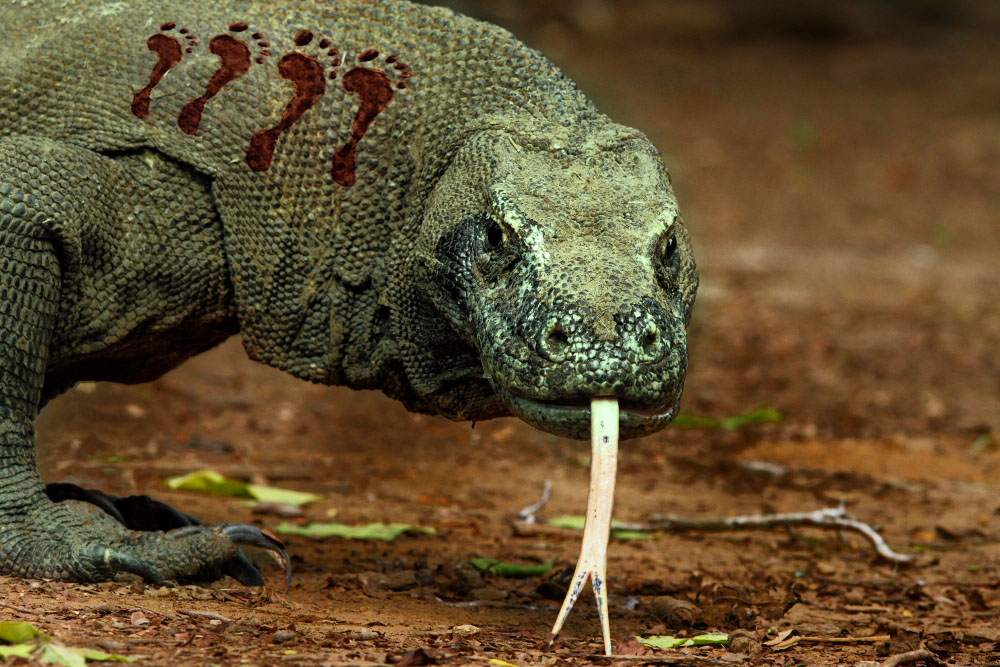 komodo.jpg